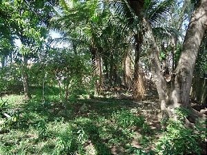 Excelente Terreno Piratininga - Trav.sem saida na Rua Américo Alves Costa