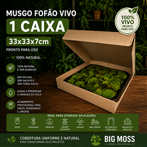 MUSGO FOFÃO VIVO BIG MOSS – CAIXA GRANDE 33x33x7cm