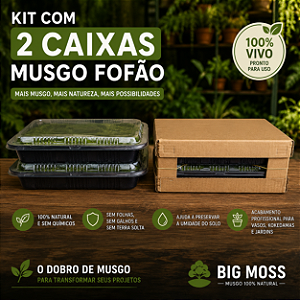 MUSGO FOFÃO VIVO BIG MOSS – KIT COM 2 CAIXAS 33x33x7cm