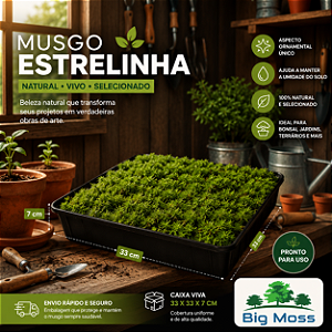 Musgo Estrelinha Vivo Natural Big Moss – Bandeja 33x33x7cm