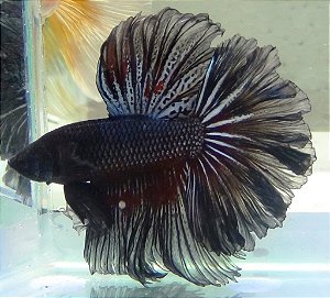 BETTA Black orchid