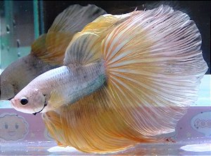 Betta Yellow Gold HM