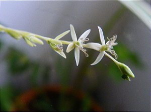 sementes de Guiné orgânicas