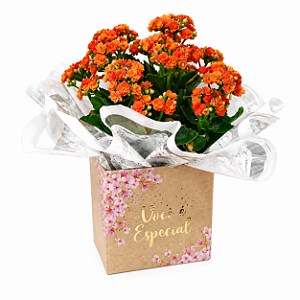 Kalandiva Laranja Premium – Flor da Fortuna e Felicidade