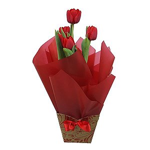 Tulipa Plantada