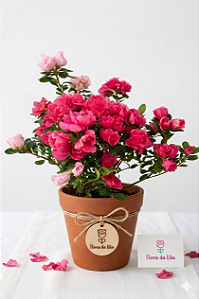 Vaso de Azaleia Premium – Elegância e Suavidade