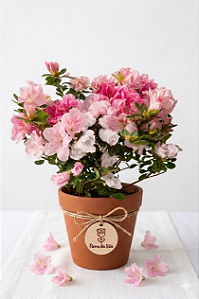 Vaso de Azaleia Esplendor – Elegância e Suavidade Premium