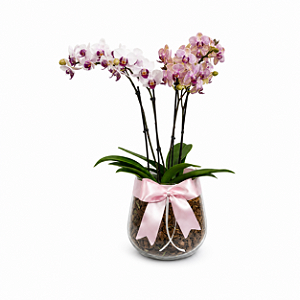 Duo Mini Orquídea Exotic Vaso Conhaque
