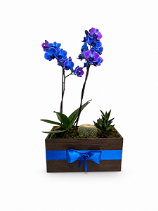 Arranjo Imperial Azul Mini Orquídea e Jardim de Suculentas