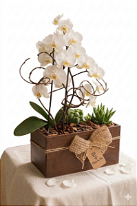 Arranjo Lumina Mini Orquídea Branca & Jardim de Suculentas