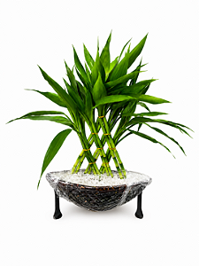 Arranjo Prosperidade Imperial de Bambu da Sorte Premium