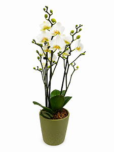 Mini Orquídea Encanto Branco Imperial