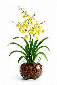 Orquídea Chuva de Ouro Elegance no Vaso de Vidro Premium