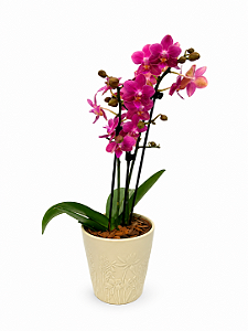 Mini Orquídea Premium Pink Elegance