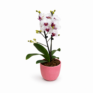 Mini Orquídea Exotic Vaso Essence