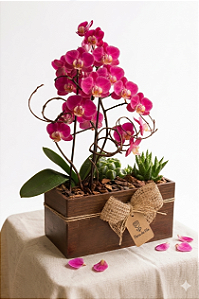 Arranjo Aurora Pink Mini Orquídea & Jardim de Suculentas