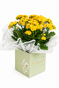 Kalandiva Amarela Premium – Flor da Prosperidade, Alegria e Luz