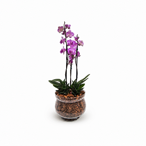 Mini Orquídea Pink e Suculentas Vidro Marina