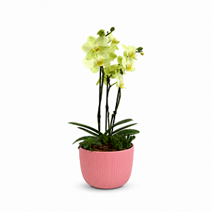 Mini Orquídea Colorida Vaso Essence