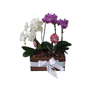 Dupla de Mini Orquídeas Presente