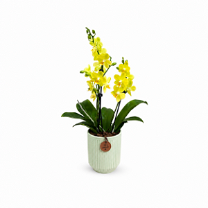 Mini Orquídea Colorida Love is Sweet