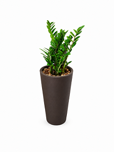 Vaso Zamioculca Plantada Presente