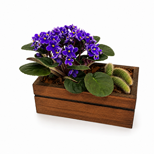Arranjo Violet Imperial Mini Violeta Roxa & Cacto Premium
