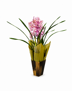 Orquídea Cymbidium Rosa 3 Hastes