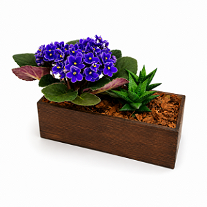 Arranjo Violet Essence Mini Violeta Roxa & Suculenta Premium