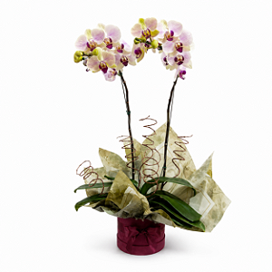 Orquídea Phalaenopsis 2 Hastes Caixa Box Merlot