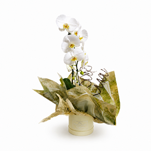 Orquídea Phalaenopsis Cascata Caixa Box Creme