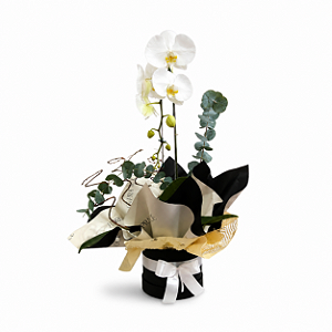 Orquídea Phalaenopsis Cascata Caixa Box Preta