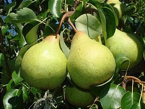 Pera Importada WILLIANS 18KG