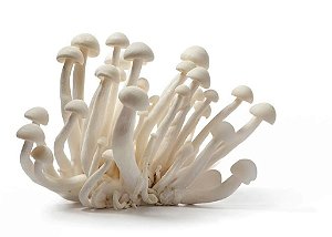 Shimeji Branco - Bandeja Com 200g