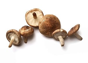 Shitake - Bandeja com 200g