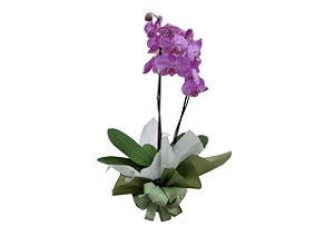 Orquídea em Promoção