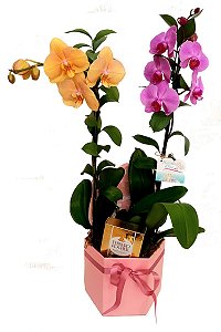 Duo de Orquídeas