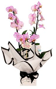 Orquídeas em cachepô metálico