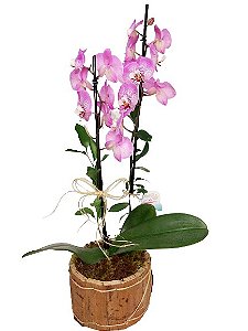 Orquídea em cachepô rústico