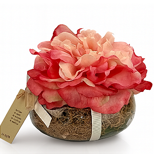 Rosa Le Jardin Sucré