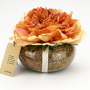 Rosa Perfumada Ládano da Espanha