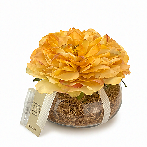 Rosa Perfumada Ládano da Espanha