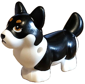 Cachorro Raça Corgi Branco e Preto