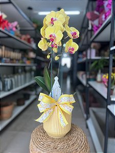 Orquidea da Fé ( CORES VARIADAS)