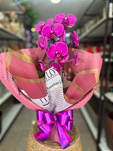 Orquídea Phalaenopsis Roxa
