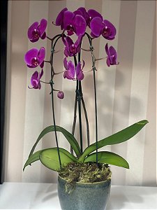 Orquídea Roxa no Cachepot de Porcelana
