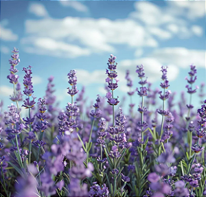 Óleo Essencial Lavanda