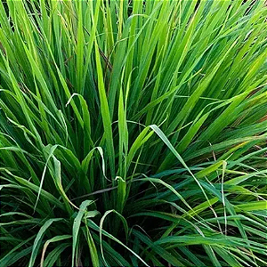 Óleo Essencial Capim Limão (Lemongrass)