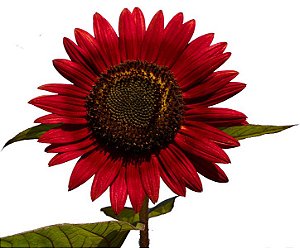 40 Sementes Da Flor Girassol Sol Vermelho