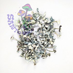 Cogumelos desidratados Gepeto - amostra etnobotânica (20g)